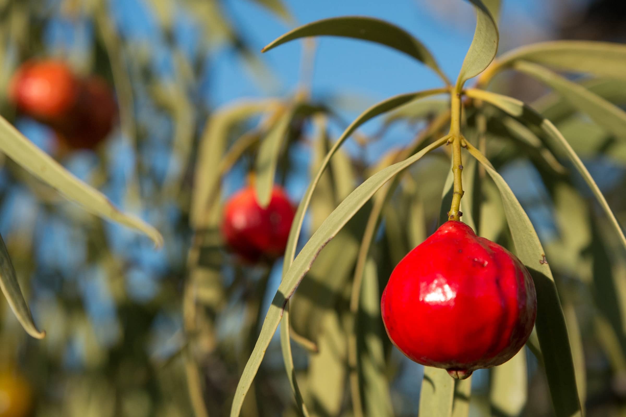 The Marvel of Quandong Australia's Superfruit for Skincare Corindi